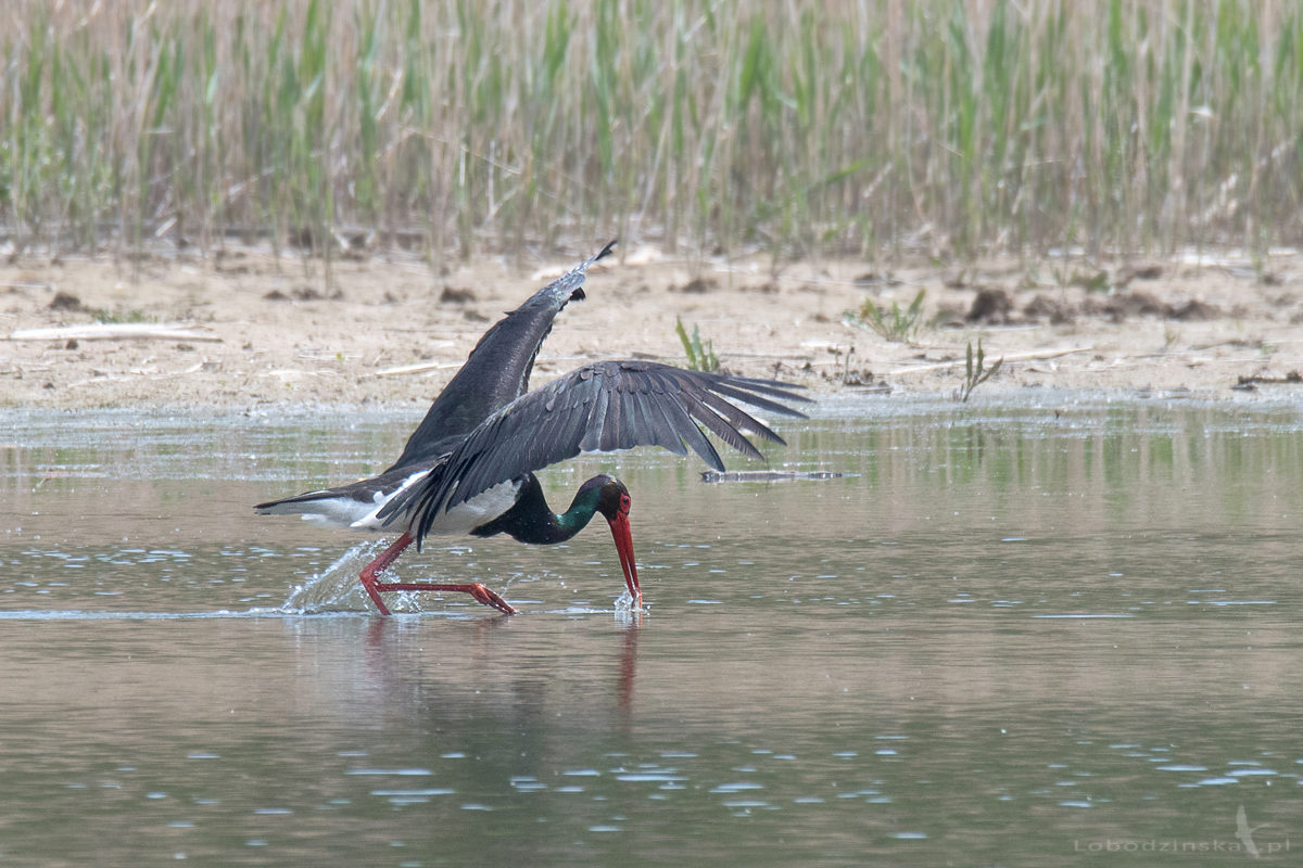 Bocian czarny (Ciconia nigra)