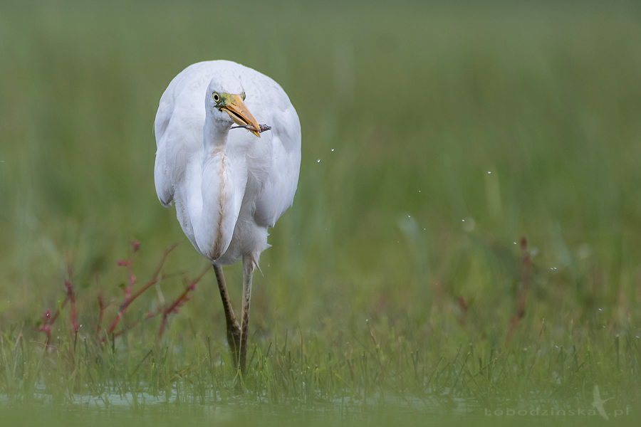 Czapla biała (Egretta alba)