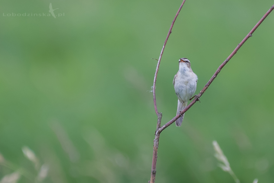 Rokitniczka (Acrocephalus schoenobaenus)