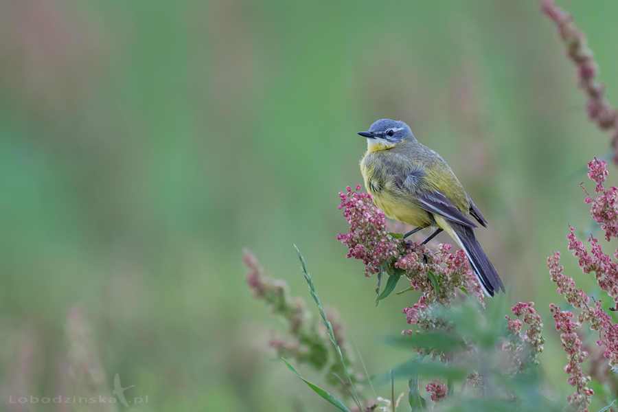 Pliszka żółta (Motacilla flava)