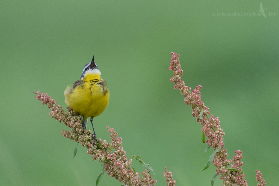 Pliszka żółta (Motacilla flava)