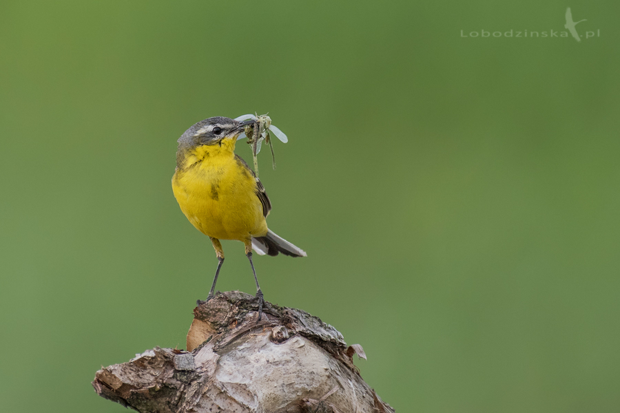 Pliszka żółta (Motacilla flava)