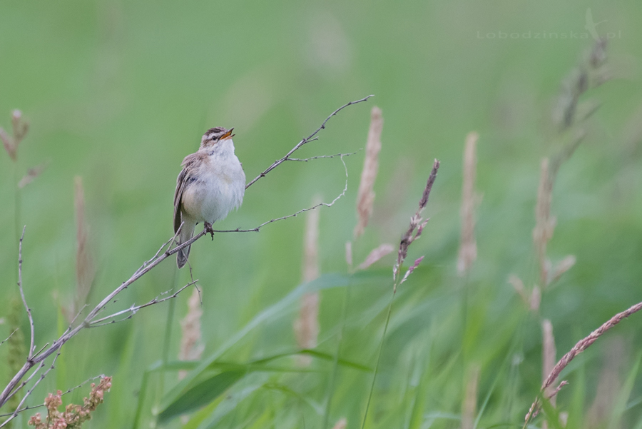 Rokitniczka (Acrocephalus schoenobaenus)