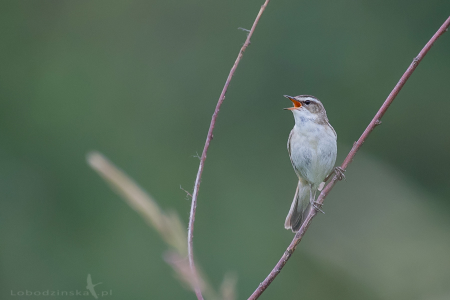 Rokitniczka (Acrocephalus schoenobaenus)