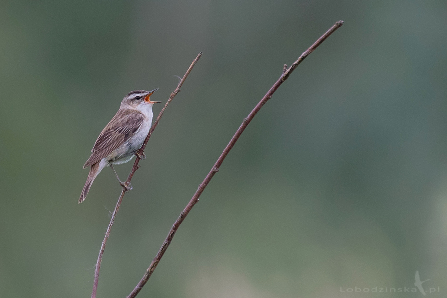 Rokitniczka (Acrocephalus schoenobaenus)