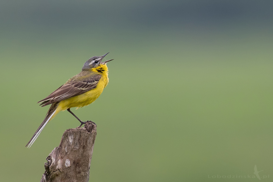 Pliszka żółta (Motacilla flava)