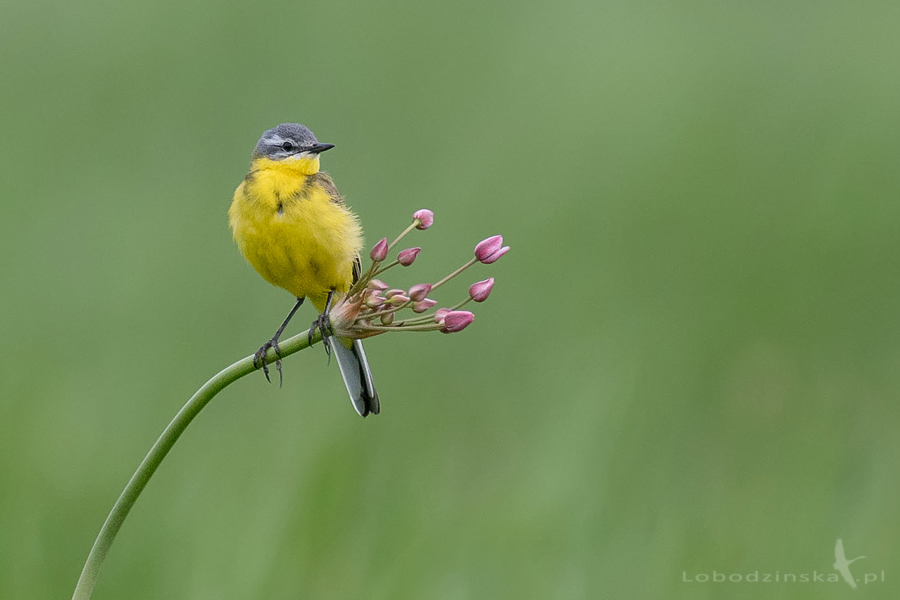 Pliszka żółta (Motacilla flava)