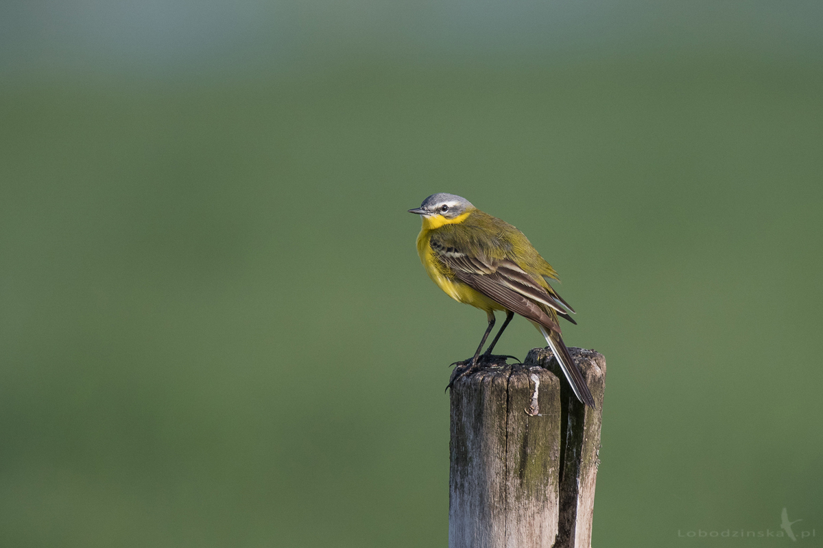 Pliszka żółta (Motacilla flava) 