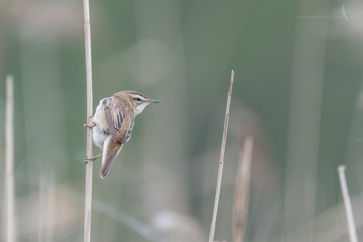 Rokitniczka (Acrocephalus schoenobaenus)