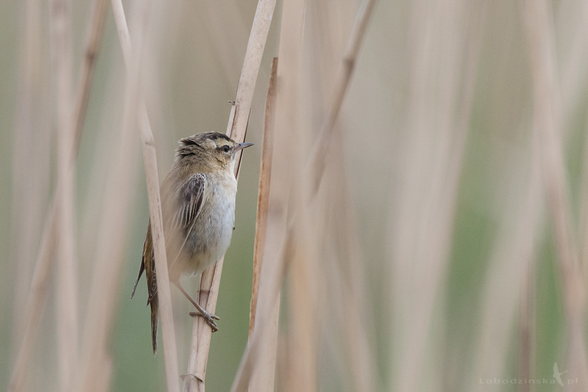 Rokitniczka (Acrocephalus schoenobaenus)