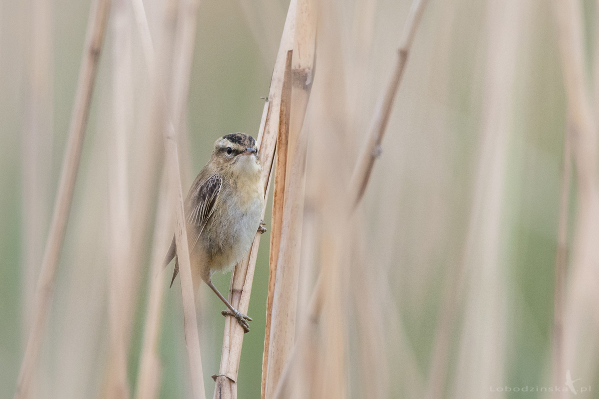 Rokitniczka (Acrocephalus schoenobaenus)