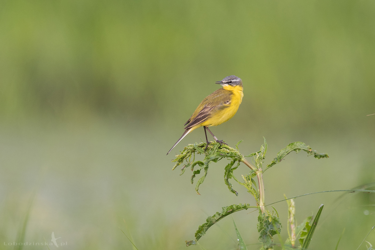 Pliszka żółta (Motacilla flava) 