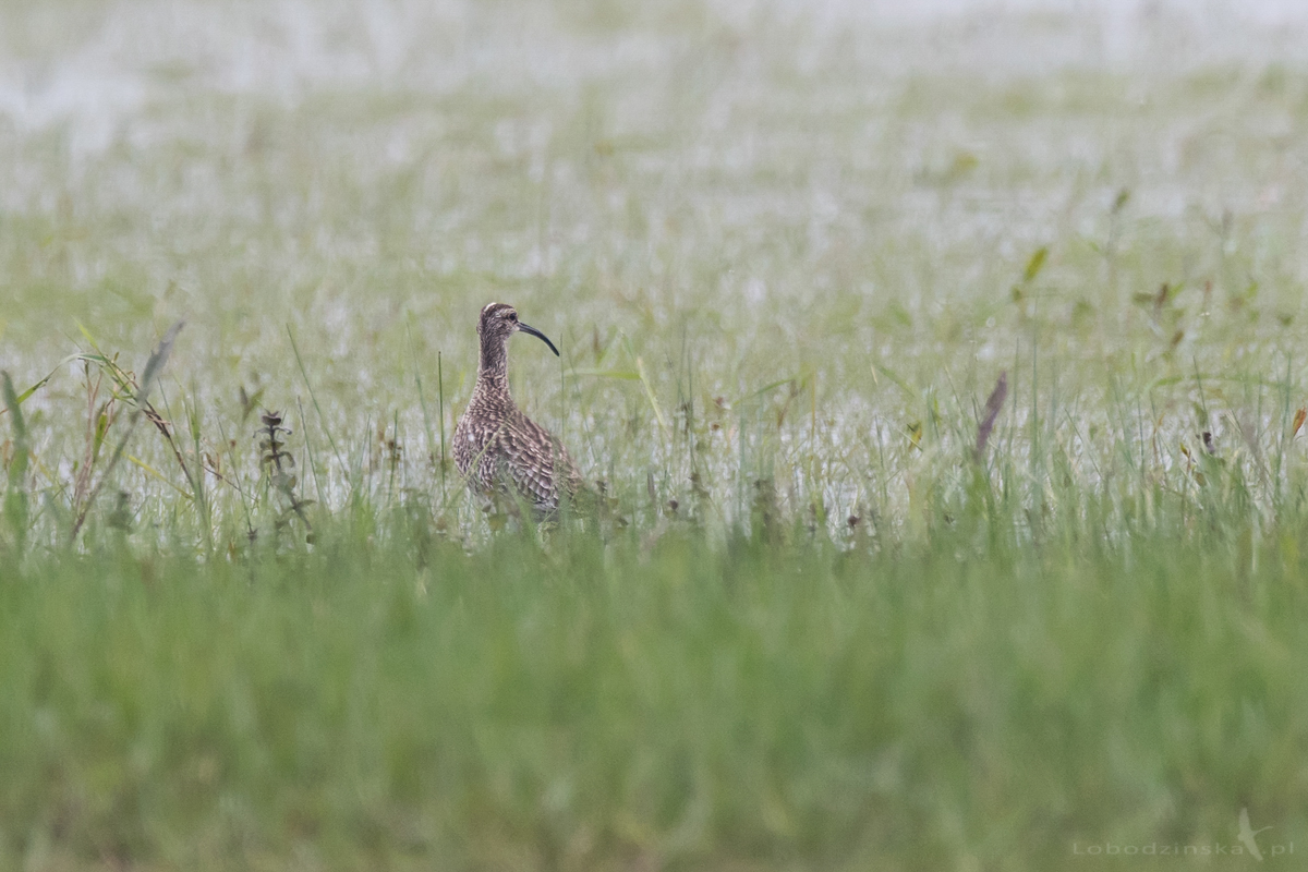 Kulik mniejszy (Numenius phaeopus)