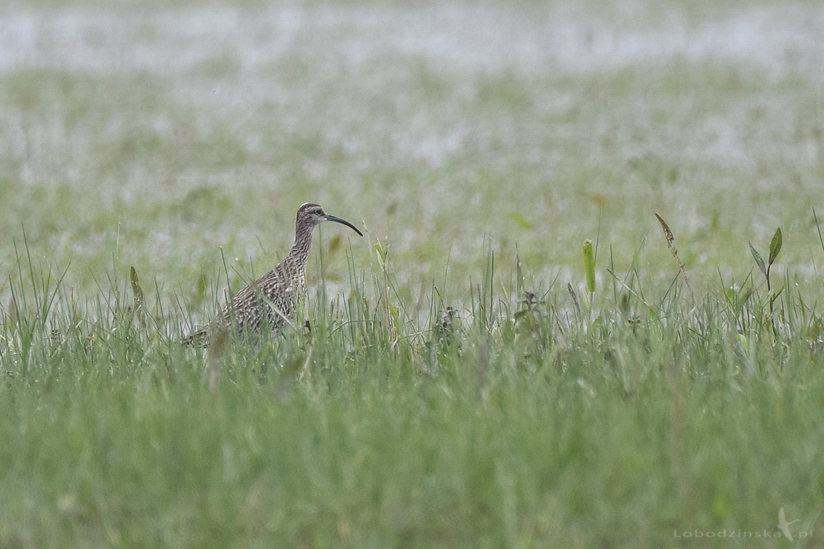 Kulik mniejszy (Numenius phaeopus)