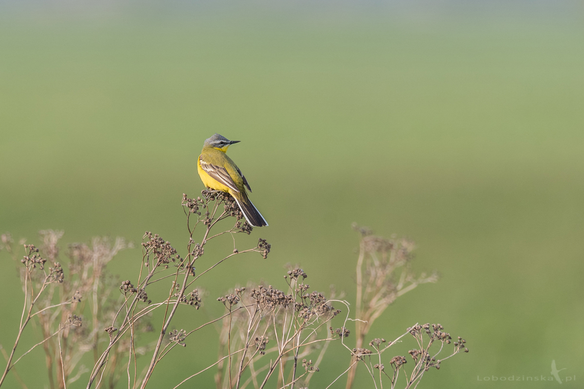 Pliszka żółta (Motacilla flava) 