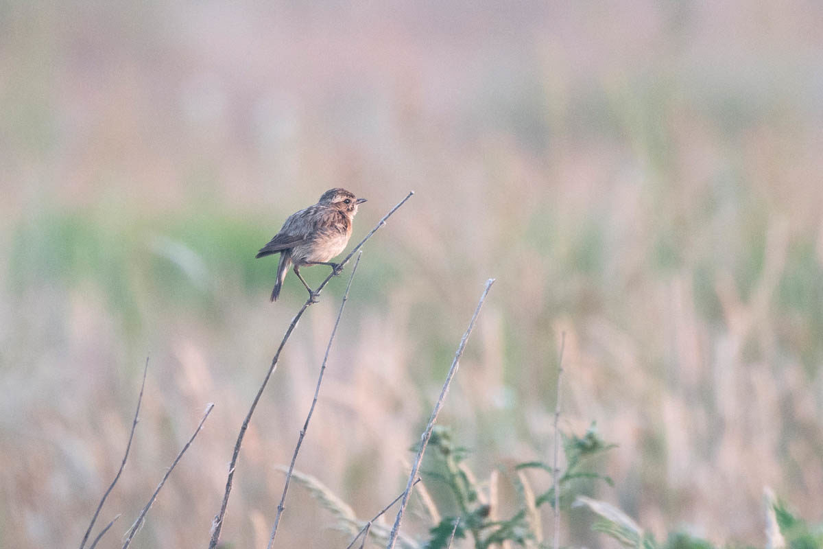 Pokląskwa (Saxicola rubetra)