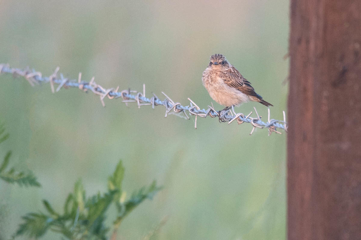 Pokląskwa (Saxicola rubetra)