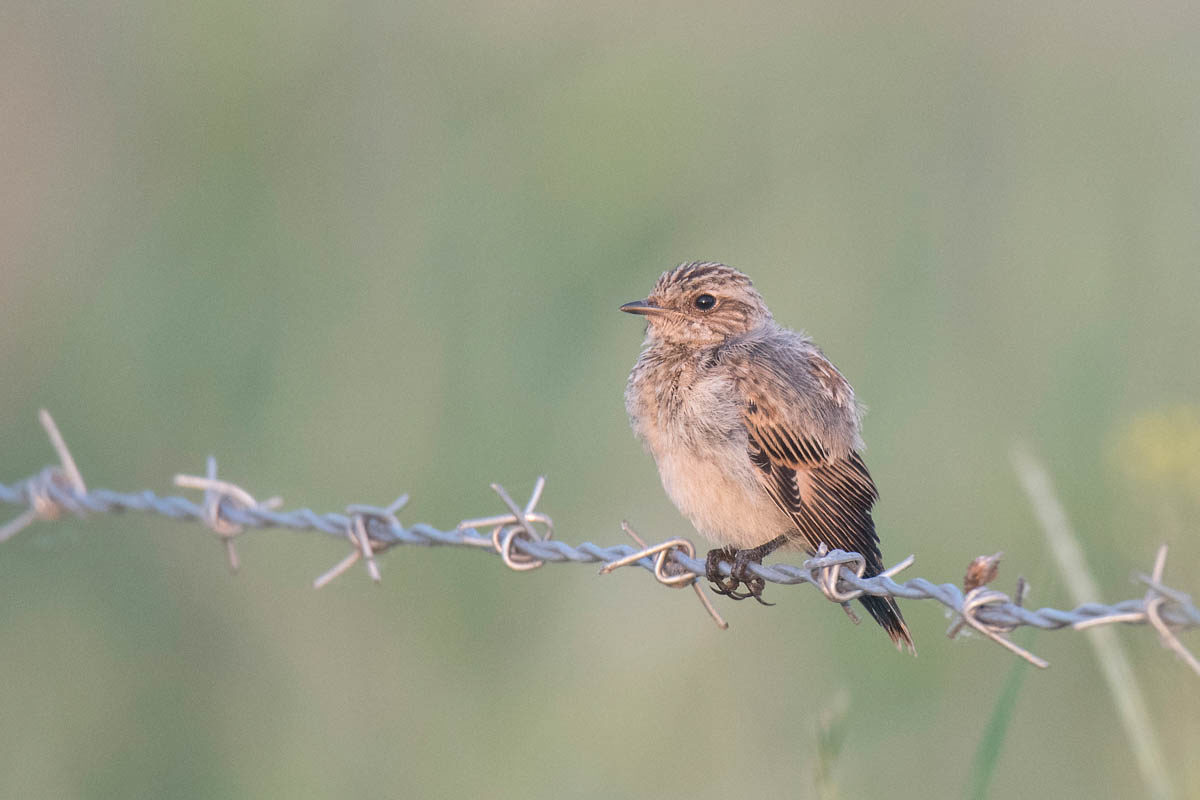 Pokląskwa (Saxicola rubetra)