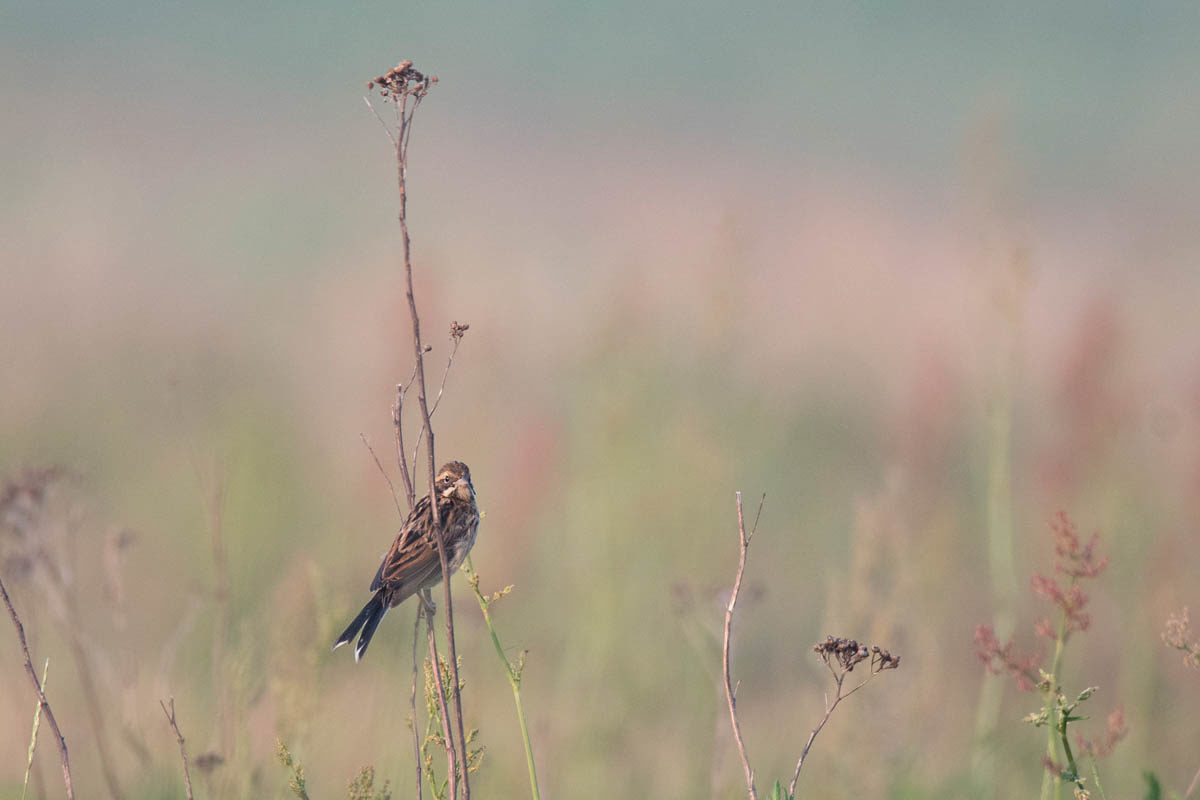 Potrzos (Emberiza schoeniclus)