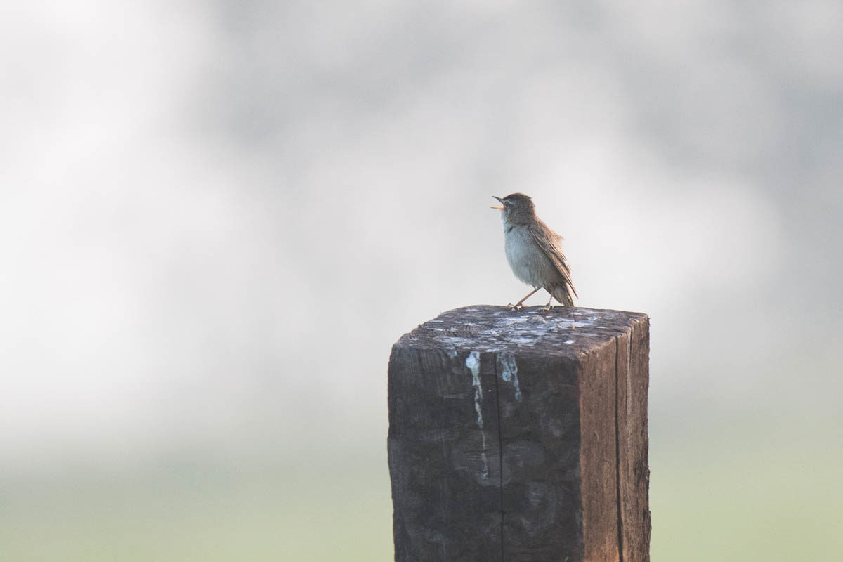 Rokitniczka (Acrocephalus schoenobaenus)