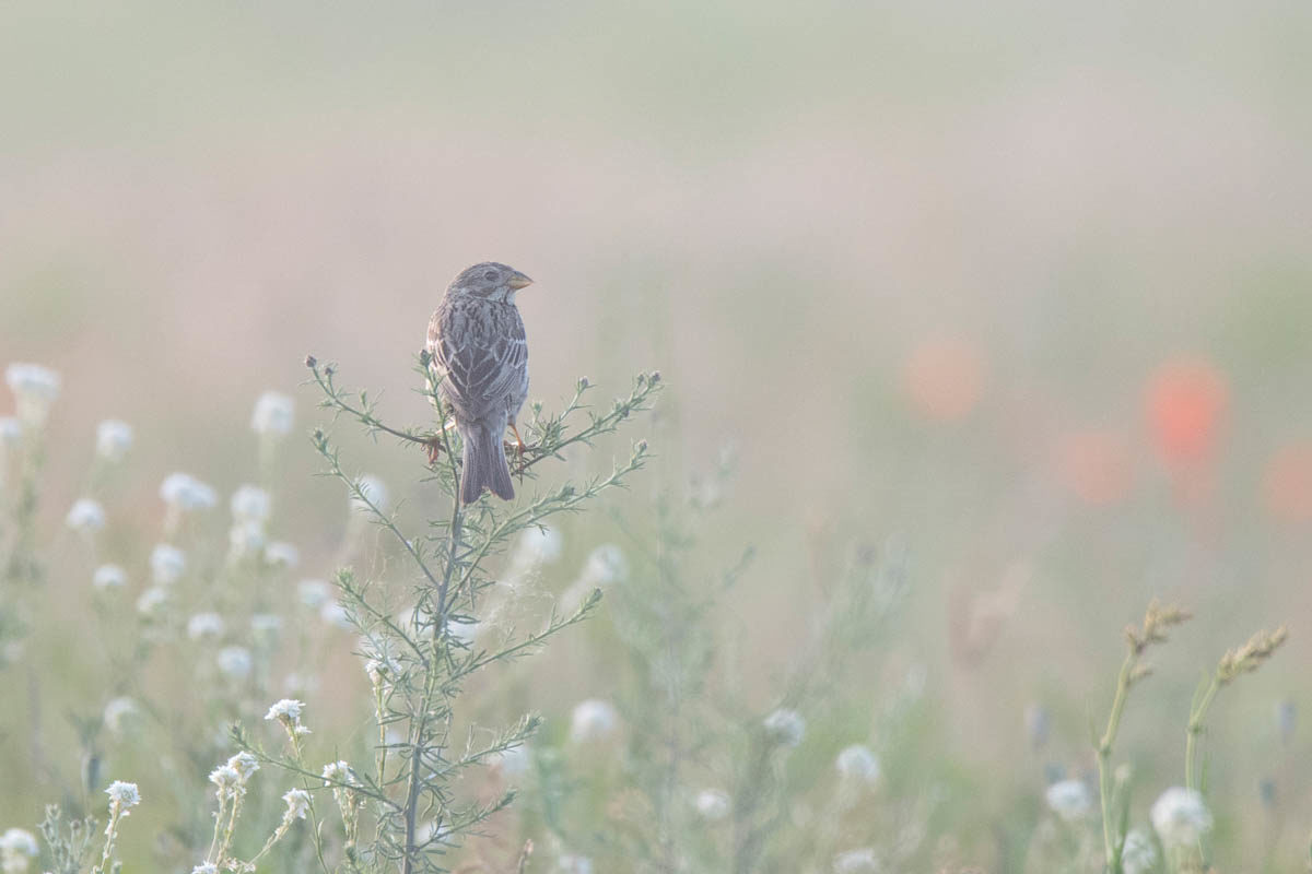 Potrzeszcz (Emberiza calandra)