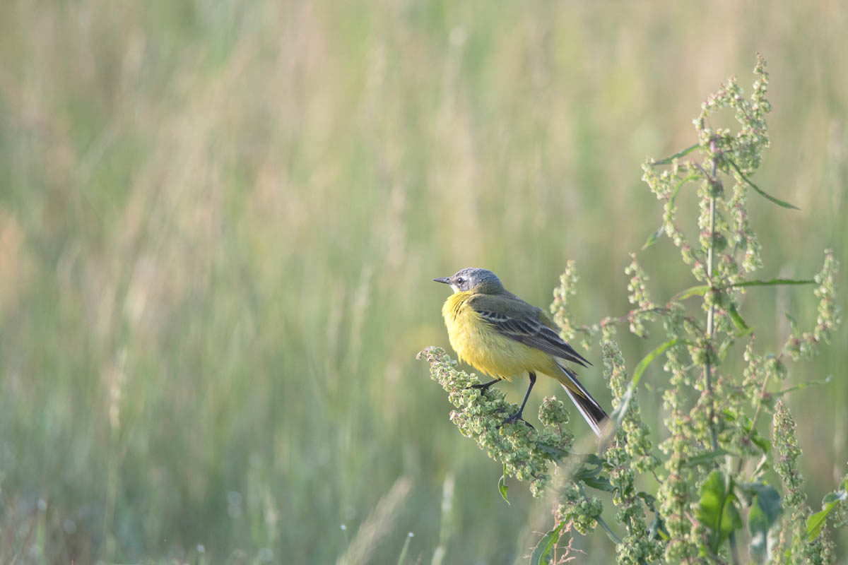 Pliszka żółta (Motacilla flava)