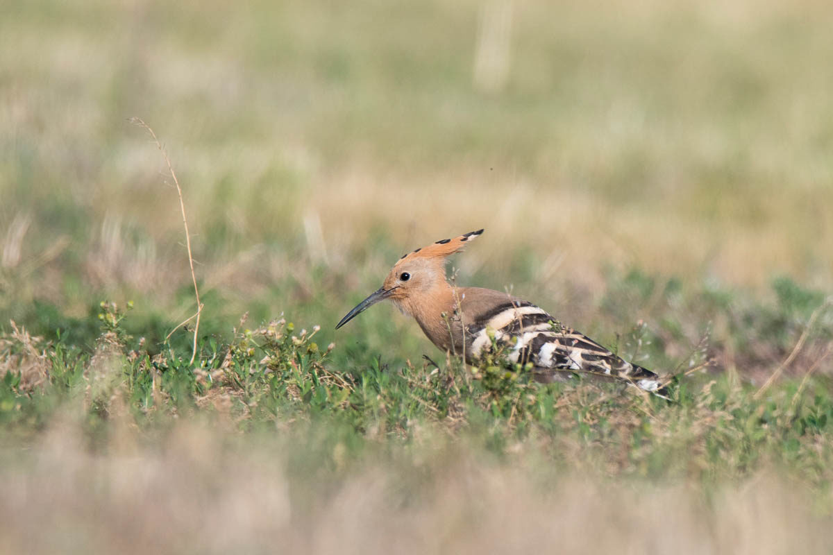 Dudek (Upupa epops)