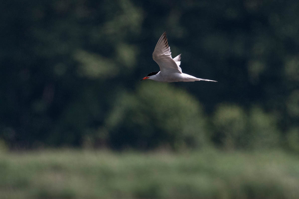 Rybitwa rzeczna (Sterna hirundo)