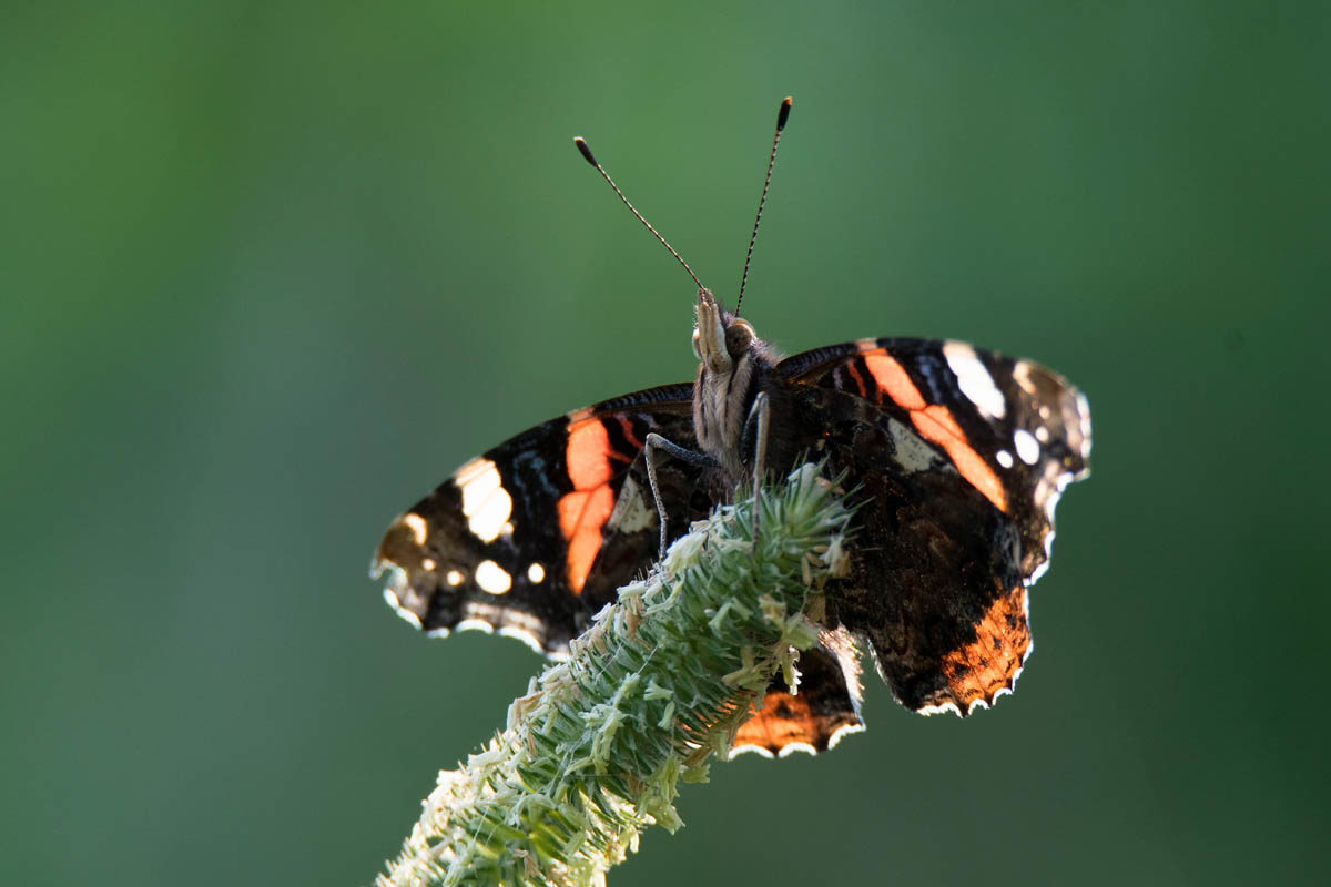 Rusałka admirał (Vanessa atalanta)