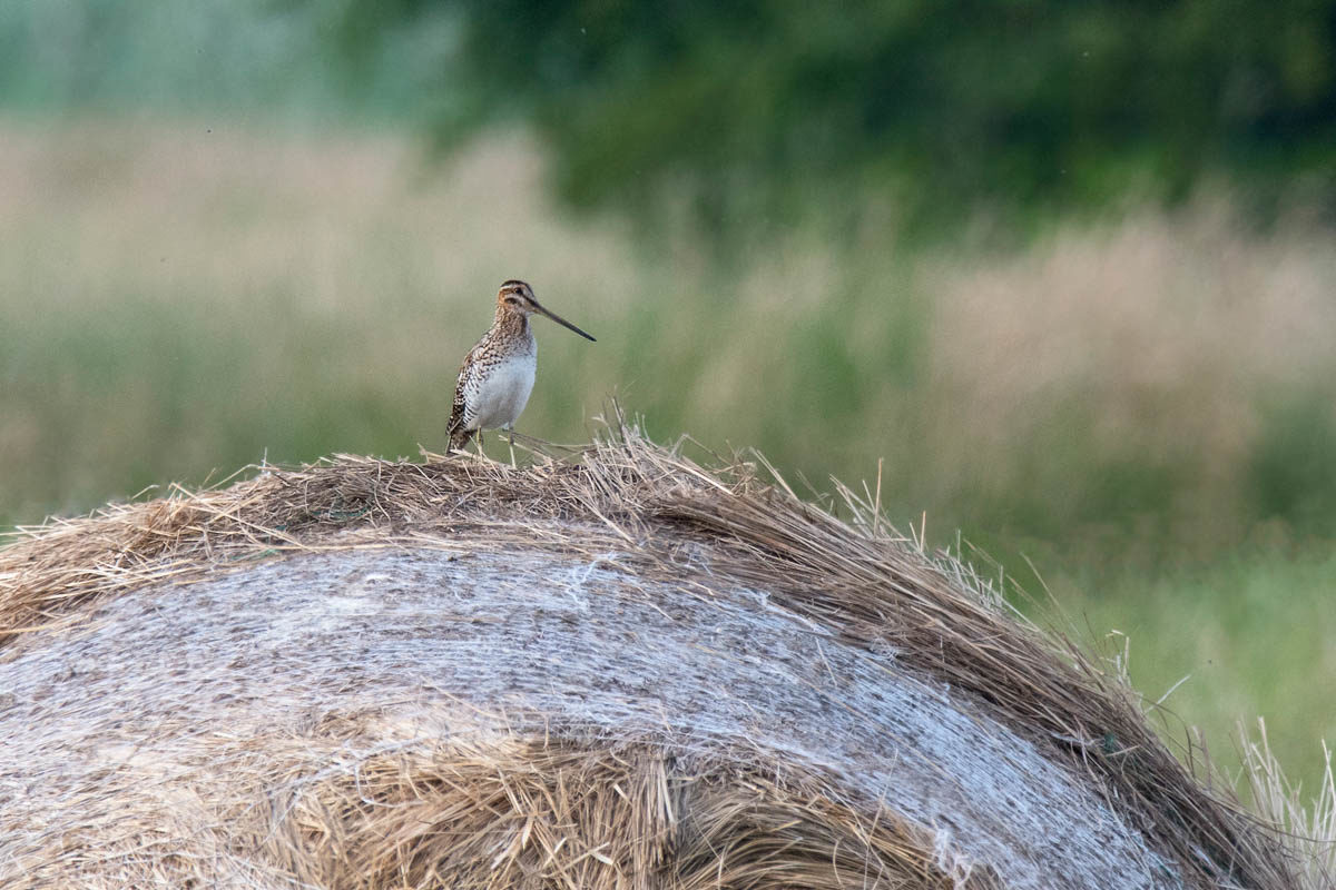 Kszyk (Gallinago gallinago)