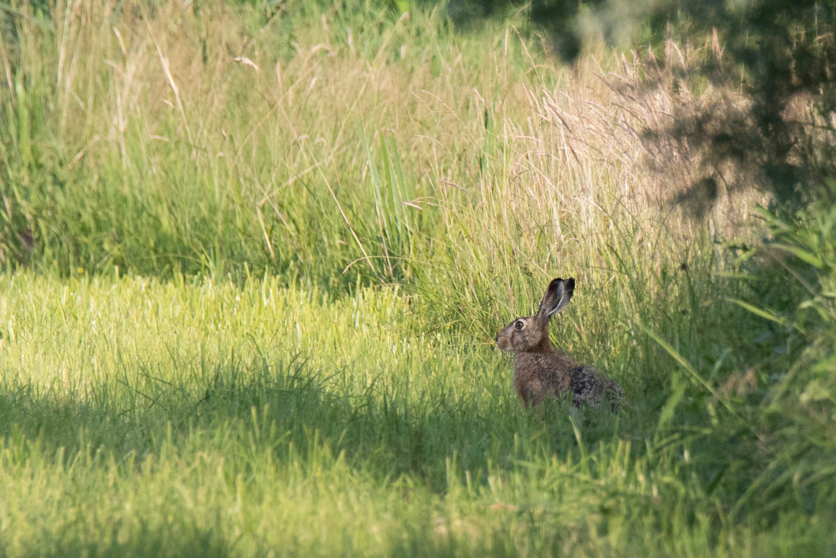 Zając szarak (Lepus europaeus)