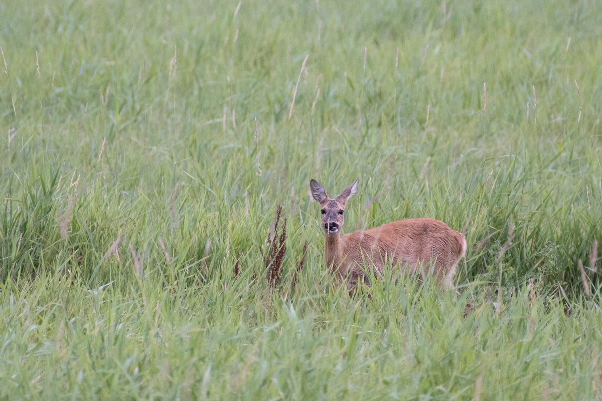 Sarna europejska (Capreolus capreolus)