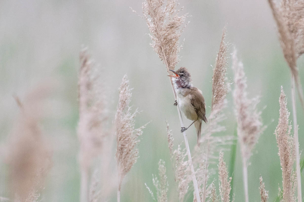 Trzciniak (Acrocephalus arundinaceus)