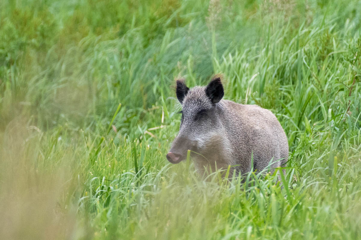 Dzik (Sus scrofa)