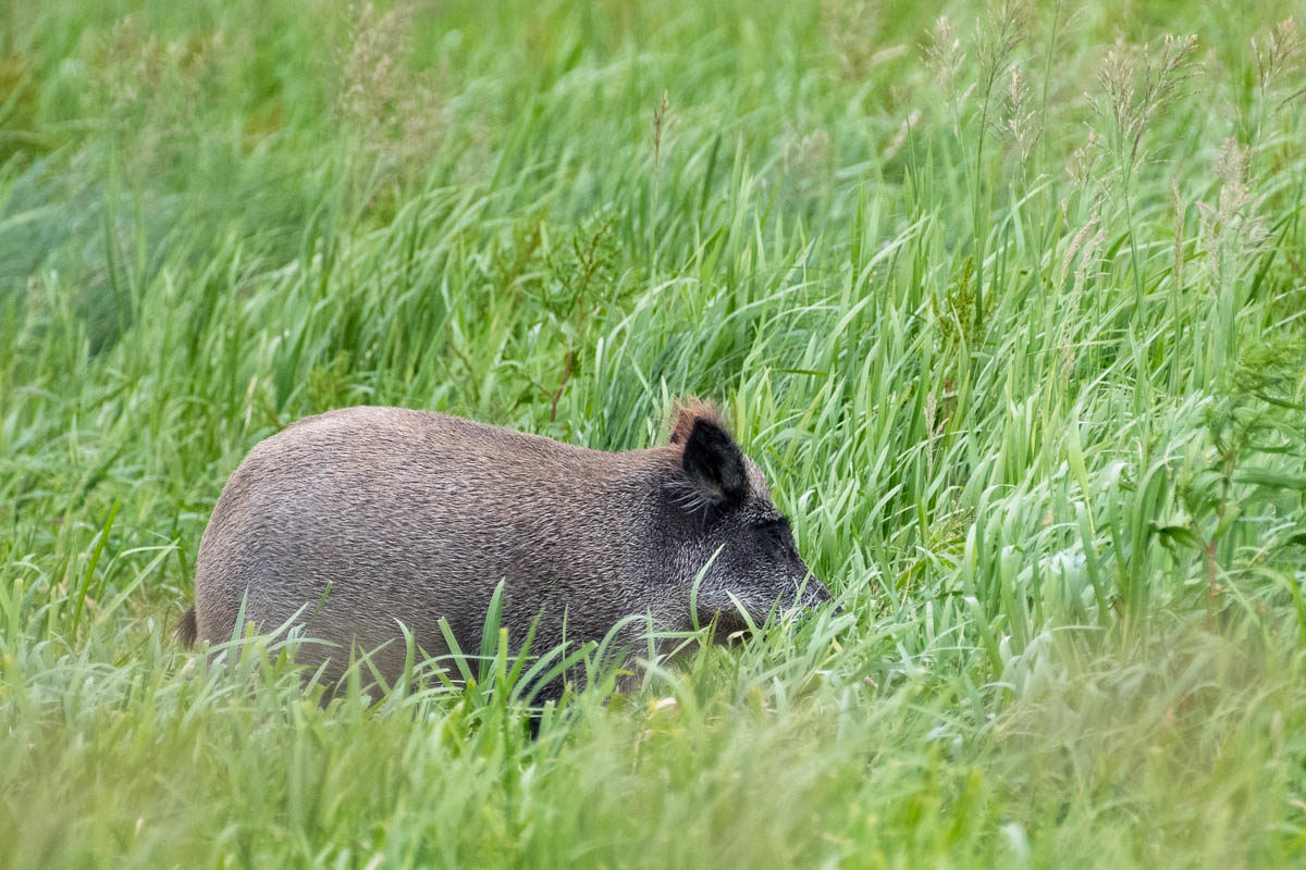 Dzik (Sus scrofa)