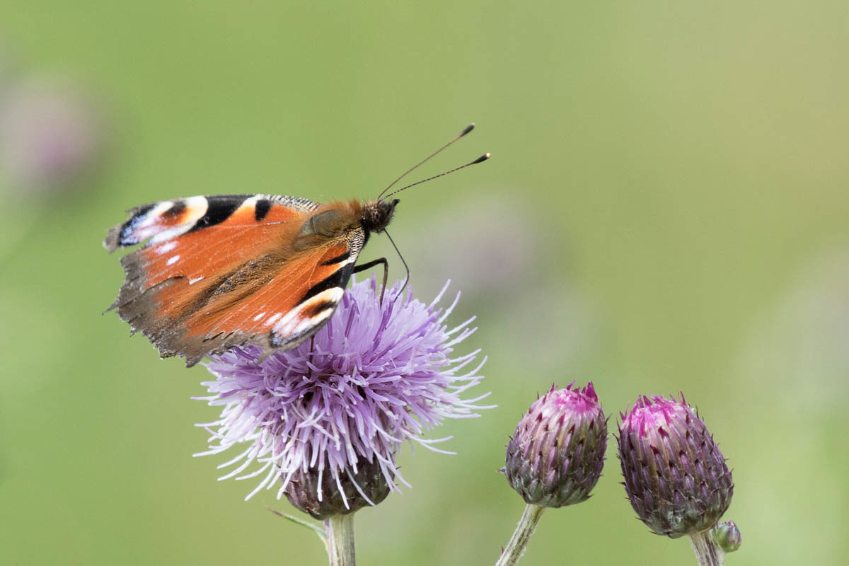 Rusałka pawik (Aglais io)