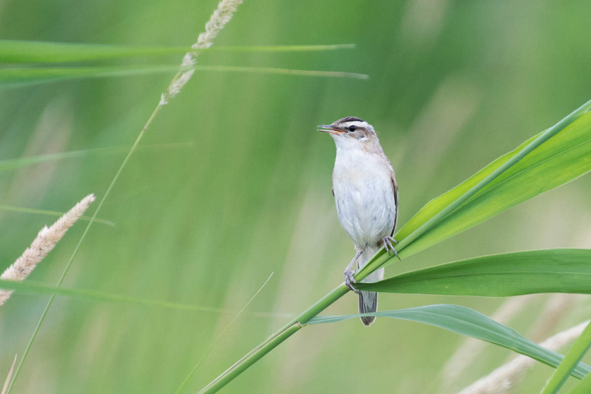 Rokitniczka (Acrocephalus schoenobaenus)