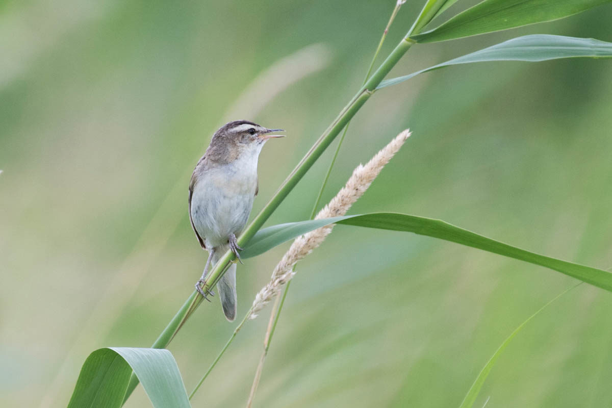 Rokitniczka (Acrocephalus schoenobaenus)