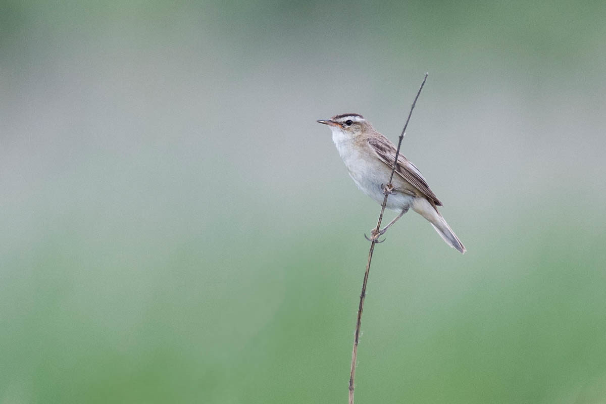 Rokitniczka (Acrocephalus schoenobaenus)