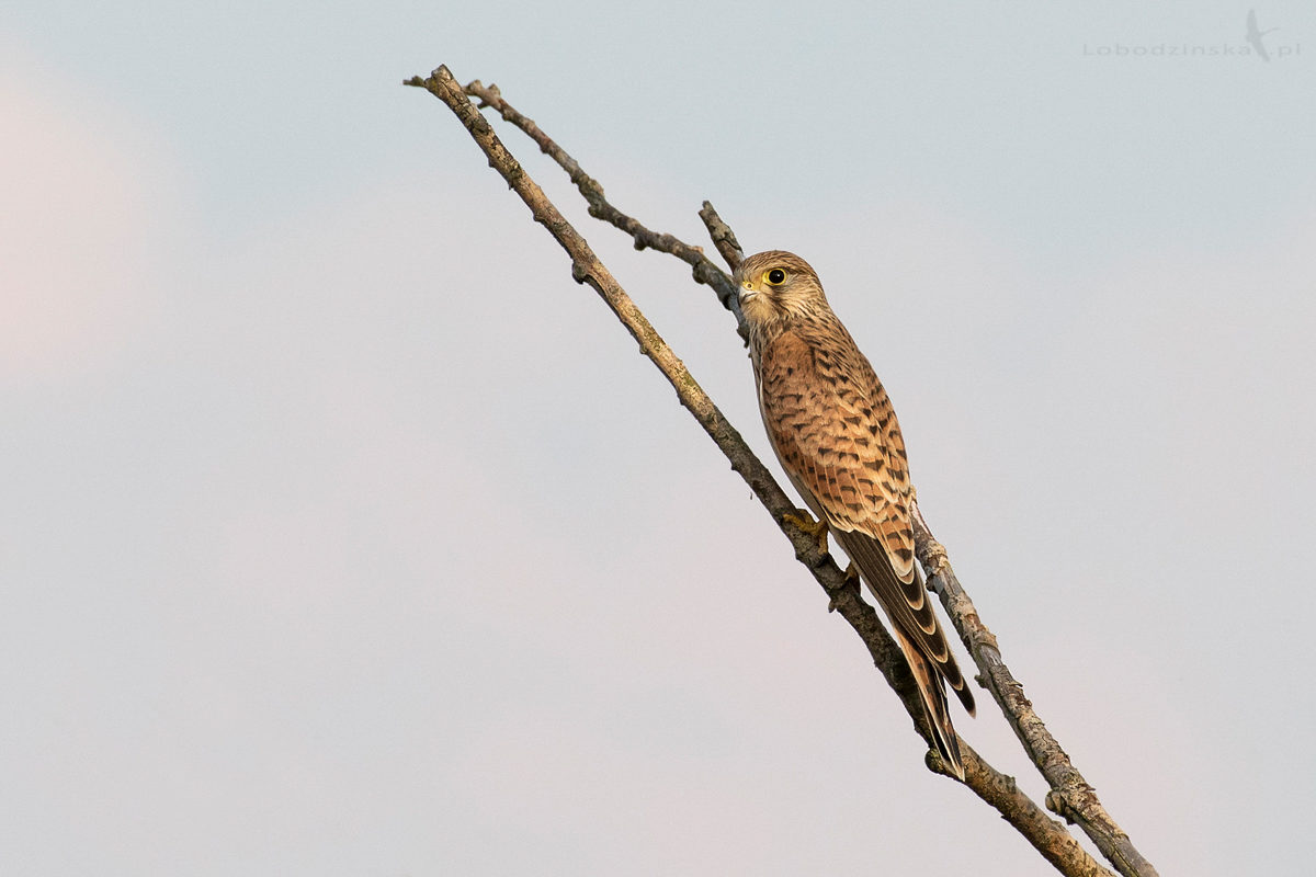 Pustułka (Falco tinnunculus)