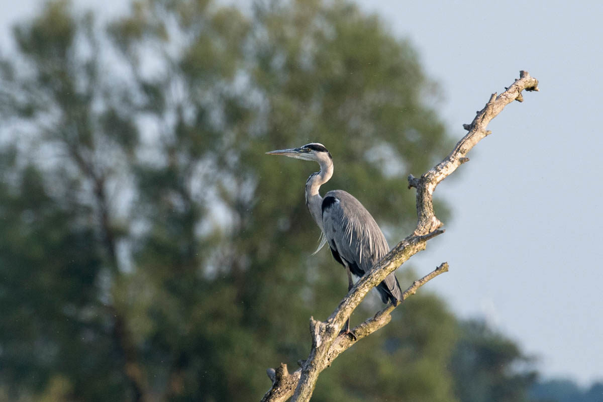 Czapla siwa (Ardea cinerea)