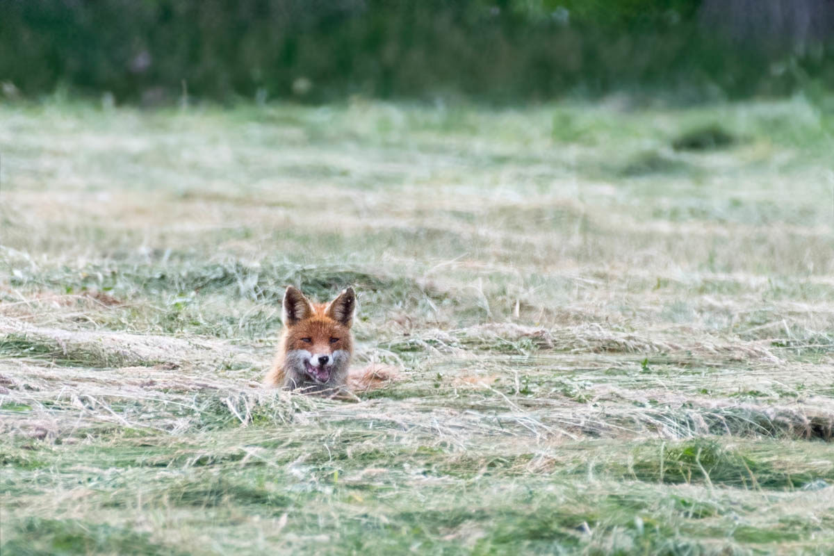 Lis (Vulpes vulpes)