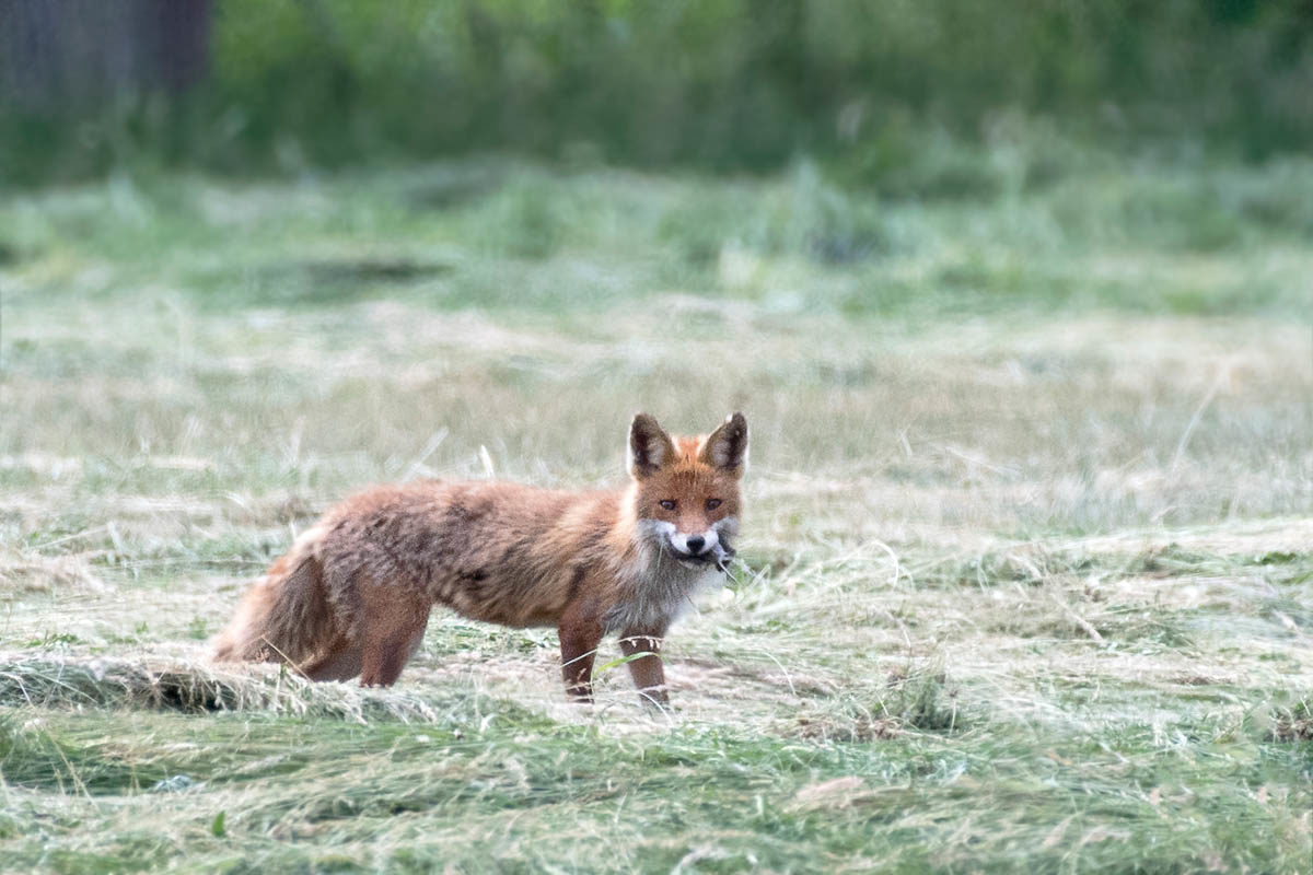 Lis (Vulpes vulpes)