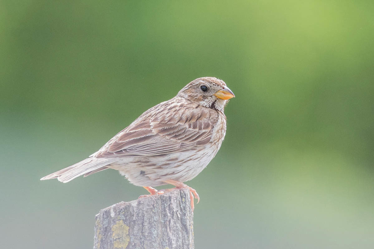 Potrzeszcz (Emberiza calandra)