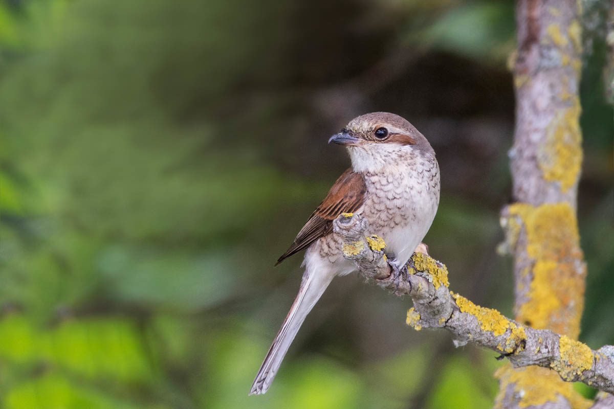 Gąsiorek (Lanius collurio)