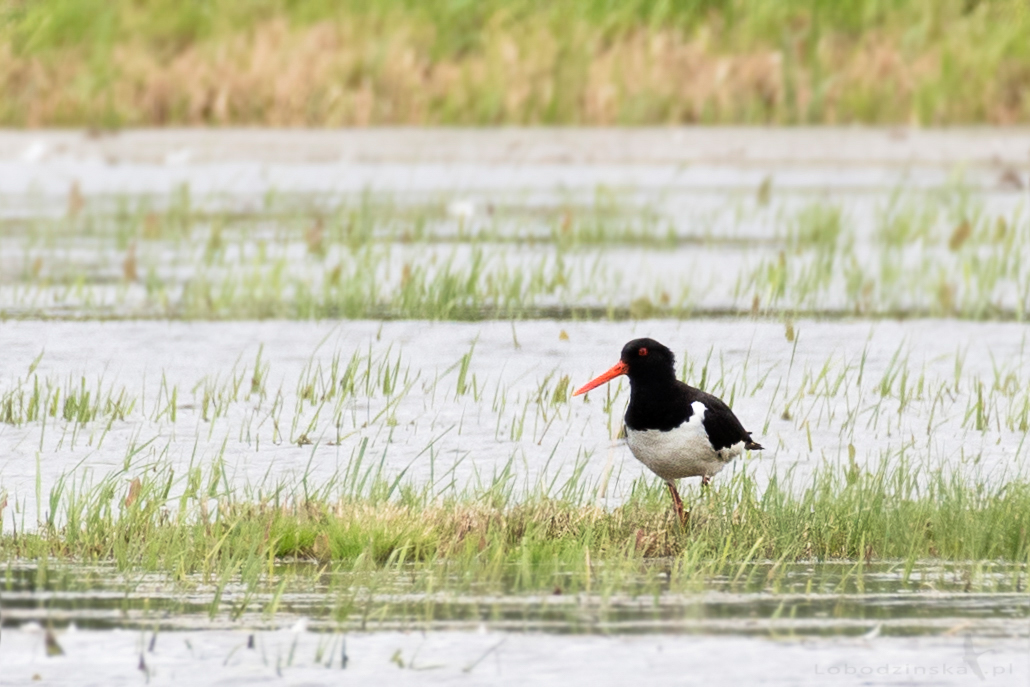 Ostrygojad (Haematopus ostralegus)