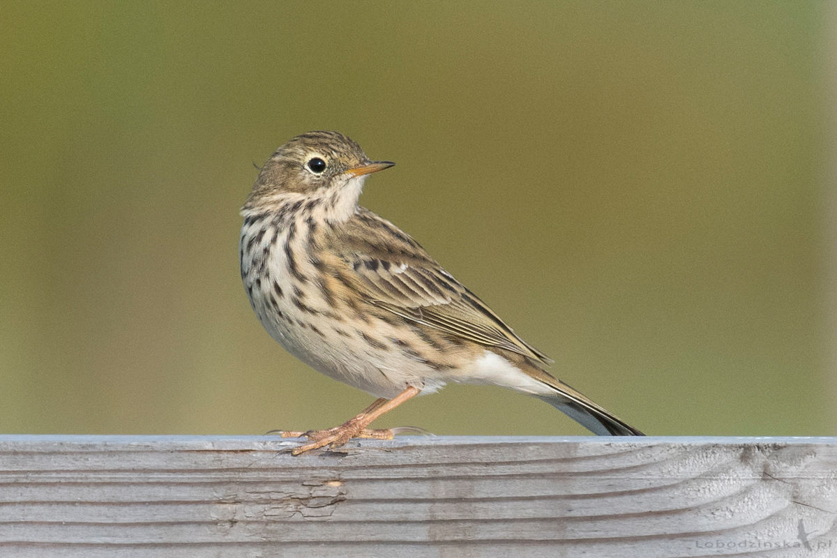 Świergotek łąkowy (Anthus pratensis)