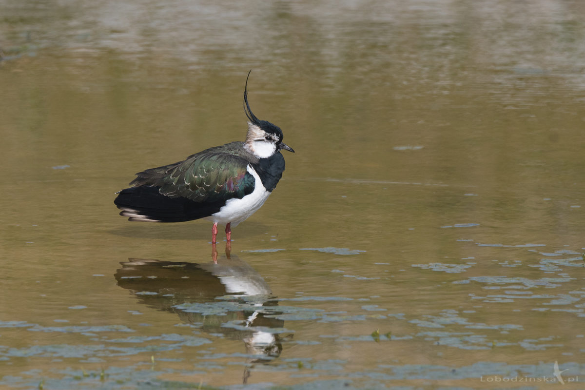 Czajka (Vanellus vanellus)