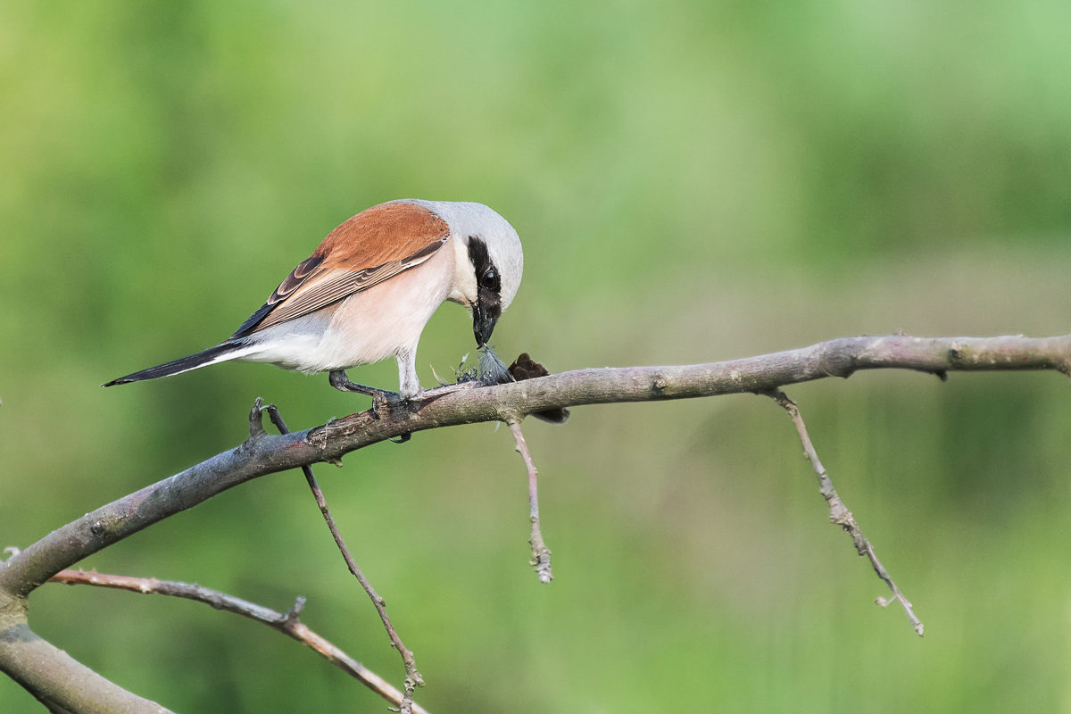 Gąsiorek (Lanius collurio)