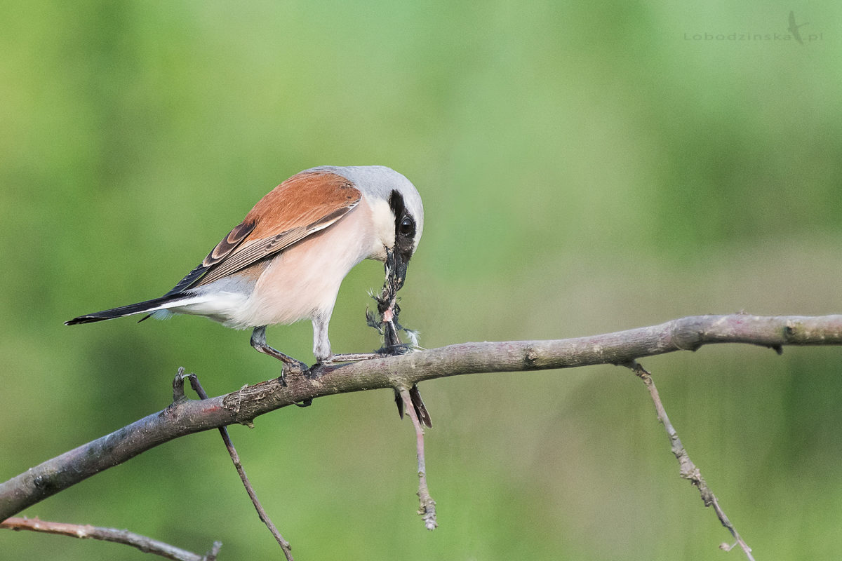 Gąsiorek (Lanius collurio)